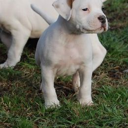 American Bulldog Puppies from Rogue Native Bulldogs