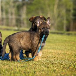 German Shepherd Puppies from Sommerfeld German Shepherds