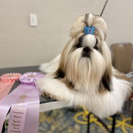 Poodle and Shih Tzu Puppies from Heritage Toy Poodles & Hallmark Jolei Shih Tzus