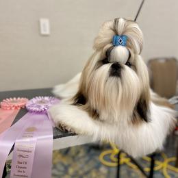 Poodle and Shih Tzu Puppies from Heritage Toy Poodles & Hallmark Jolei Shih Tzus