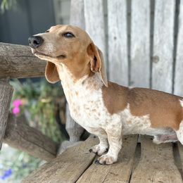 Oakley - Dachshund