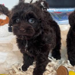Cartier - Chocolate female Australian Labradoodle puppy in Nashville, Tennessee from SF Australian Labradoodles
