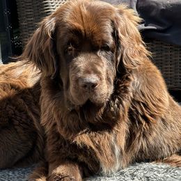 Dolly - Newfoundland