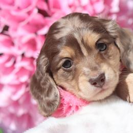 Mable - Dapple female Dachshund puppy in Woodbine, Georgia from Bowdachs Cream Pies