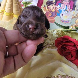 Cockapoo Puppies from Golden Paws