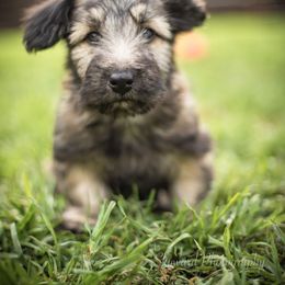 Border Collie and Skye Terrier Puppies from Skyward Farms