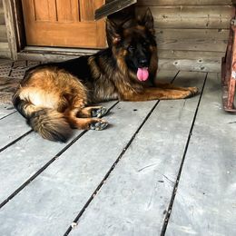 Hope - German Shepherd