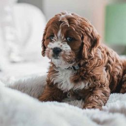 Australian Labradoodles from Ann Pacheco