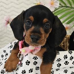 Dachshund puppies from Poodle Me Crazy