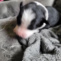 Black collar Tri-color - Black tri-color female Australian Shepherd puppy in Geneva, Florida from TGIF Doxies