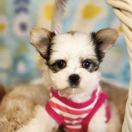 Girl 1 - Black & tan tri-color female Morkie puppy in The Villages, Florida from My Precious Pups