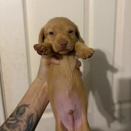 Pippin - Red male Dachshund puppy in Conroe, Texas from R&M Dachshunds