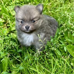 Blue Sable Boy 7wks - Blue sable male Pomeranian puppy in Madison, Ohio from PawSitive Therapy Pomeranians