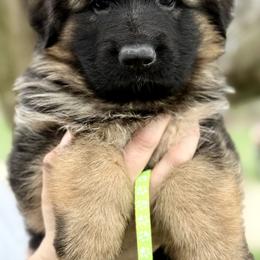 Skye - Black and red female German Shepherd puppy in Johnstown, Ohio from Vom Haus Neufus