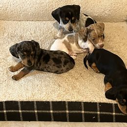 Dachshund Puppies from Bergamo’s  Dachshunds