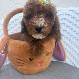 Zamira - Red  female Goldendoodle puppy in Davie, Florida from Daviegoldendoodles