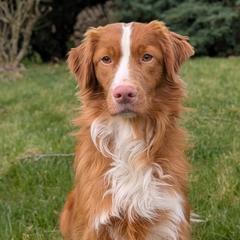 Winnie - Red female Nova Scotia Duck Tolling Retriever puppy in Belmont, Ohio from Rosecreek Tollers