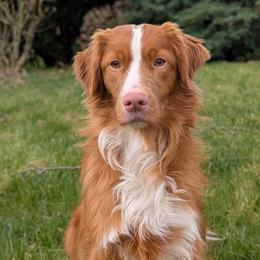 Winnie - Red female Nova Scotia Duck Tolling Retriever puppy in Belmont, Ohio from Rosecreek Tollers