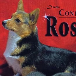Rose - Pembroke Welsh Corgi