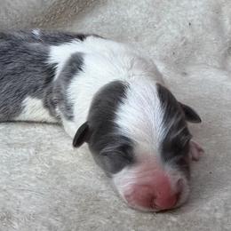 Mismark girl - Blue female Pembroke Welsh Corgi puppy in Grants Pass, Oregon from KnR Antler Dogs ~ Labrador Retrievers & Corgis