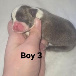 Boy 3 - Blue male Boston Terrier puppy in Ringgold, Georgia from A-K Boston Terriers