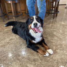 June - Black rust and white female Bernese Mountain Dog puppy in Surprise, Arizona from Huckleberry Doodles