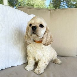 Jax AKC CHAMPION SIRED - Buff Cocker Spaniel puppy in Shingle Springs, California from California Spaniels