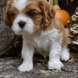 Cavalier King Charles Spaniel Puppies from Goddens Cavaliers