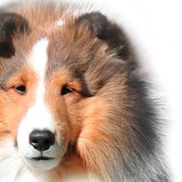 Shetland Sheepdogs from Tristar Shelties