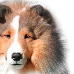 Shetland Sheepdogs from Tristar Shelties