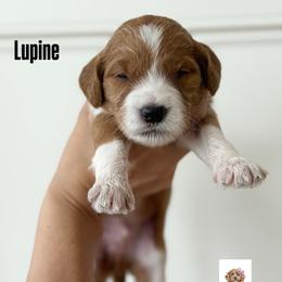 LUPINE - Parti male Goldendoodle puppy in Independence, Oregon from ANKENY DOODLES