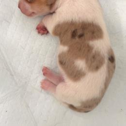 Archie - Piebald male Dachshund puppy in Clovis, California from Lil Sausage Co