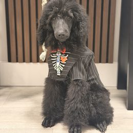 Sainte - Black male Poodle puppy in Dallas, Texas from Poodle Paradise