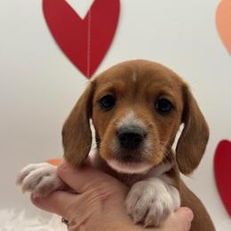 Boy 1 - Piebald male Dachshund puppy in Waynesville, North Carolina from Blue Ridge Doxies