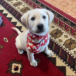 Duke - Labrador Retriever puppy in Harrison, Arkansas from Brandywine Labradors