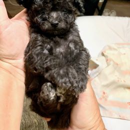 Goldendoodle and Poodle Puppies from Rocking j doodles