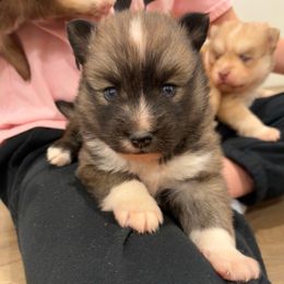 Biscuit - Wolf sable female Pomsky puppy in Tonasket, Washington from Washington Pomskies