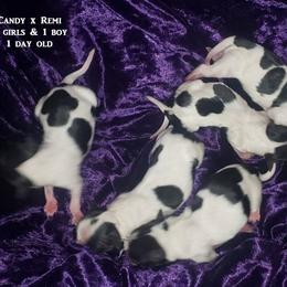 AKC - Purple Girl - White black and tan female Papillon puppy in Cadiz, Kentucky from Tiny Treasures Papillons