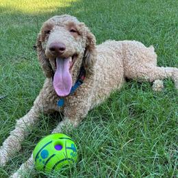 Nugget - Apricot male Poodle puppy in Jesup, Georgia from Altamaha Mud Poodles LLC.