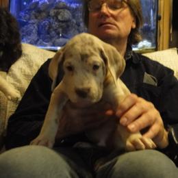 Cardigan Welsh Corgi and Great Dane Puppies from Red Oak Farm and Kennel
