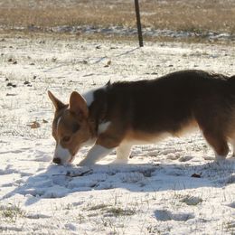 American Corgis and Pembroke Welsh Corgis from J & J Kennels