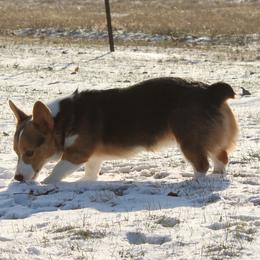 American Corgis and Pembroke Welsh Corgis from J & J Kennels