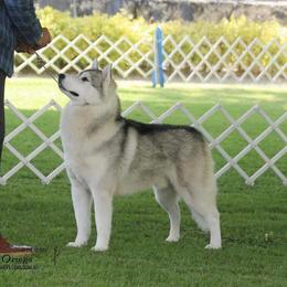 Armani - Siberian Husky