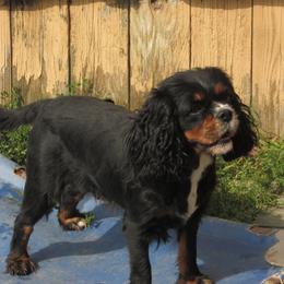 Cavalier King Charles Spaniel puppies from Lori's Cavalier King Charles Spaniels & Dachshunds