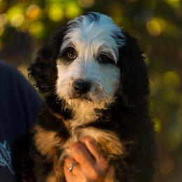 Rocky - male Australian Mountain Doodle puppy in Cortez, Colorado from Sassy Pants Pups
