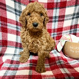 Goldendoodle and Poodle Puppies from The Henry Doodles