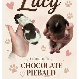 Lucy - Piebald female Dachshund puppy in San Angelo, Texas from Dachs on the Farm