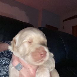 Goldendoodle Puppies from Cottage Companion Doodles