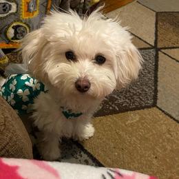 Prada - Maltipoo