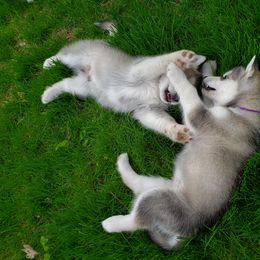 Alaskan Malamute Puppies from Delphi Alaskan Malamutes